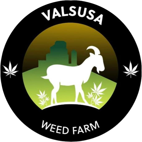 valsusa weed farm