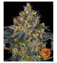 MOBY DICK - 3 AUTO